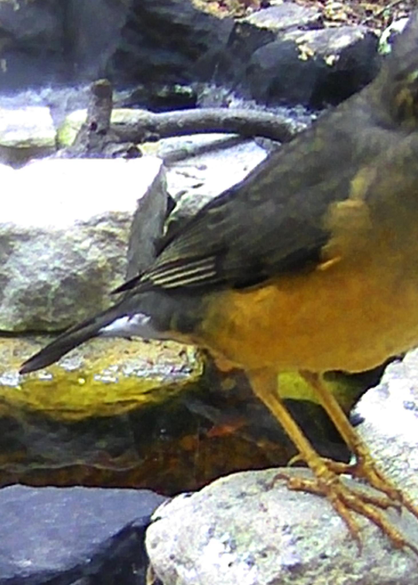 Olive Thrush (Turdus olivaceus), photo 8