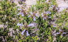 Salvia eremostachya