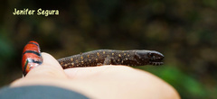 Lepidophyma tuxtlae