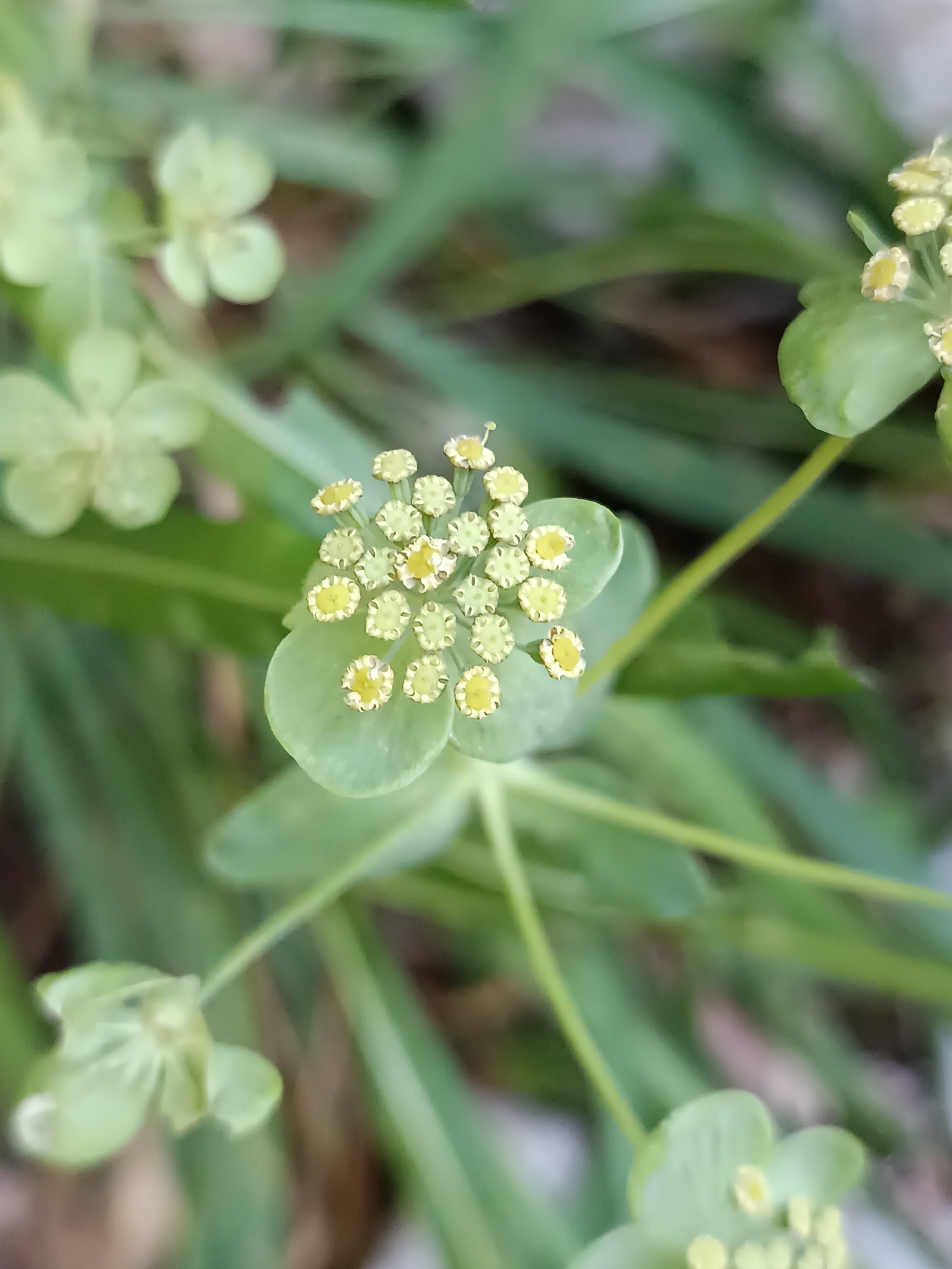 Thoroughwax (Bupleurum angulosum)