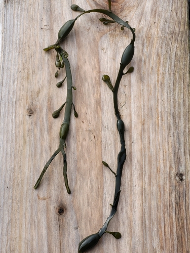 Knotted Wrack