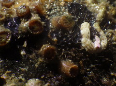 Aplysilla polyraphis