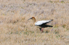 Theristicus branickii