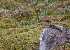 Cinclodes albidiventris