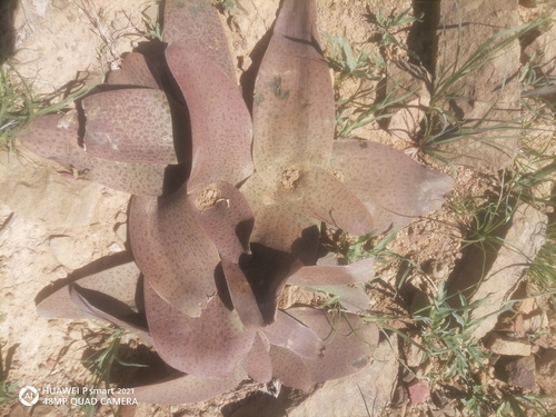 Camdeboo African hyacinth (Ledebouria camdebooensis)
