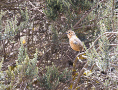 Grallaria quitensis