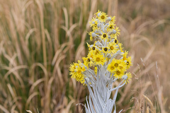 Senecio niveoaureus