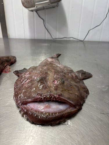 Angler (Lophius piscatorius) — Lophiidae