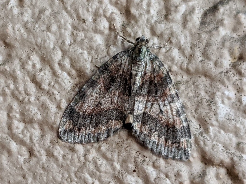 Oak Winter Highflyer and Allies
