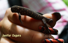 Lepidophyma tuxtlae