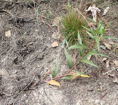 Persicaria madagascariensis, photograph (c) Nicola van Berkel, some rights reserved (CC BY-SA)