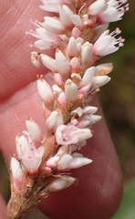 Persicaria madagascariensis, photograph (c) Nicola van Berkel, some rights reserved (CC BY-SA)