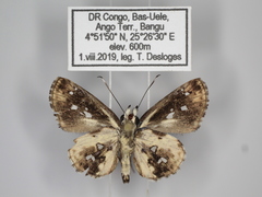Gorgyra aretina
