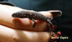 Lepidophyma tuxtlae