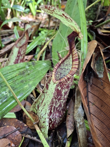 Nepenthes rafflesiana