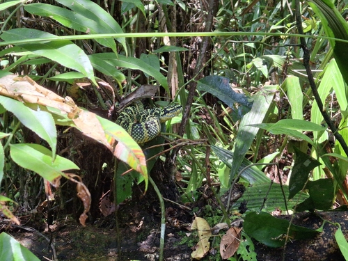 Tropidolaemus wagleri