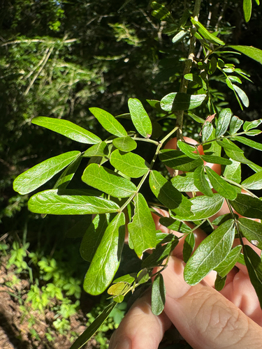 Archidendropsis thozetiana observed 2026-03-01