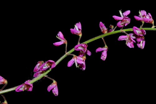 Desmodium incanum