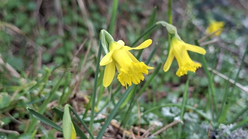 Small-flowered Daffodil (Narcissus minor)