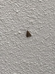 Diastictis