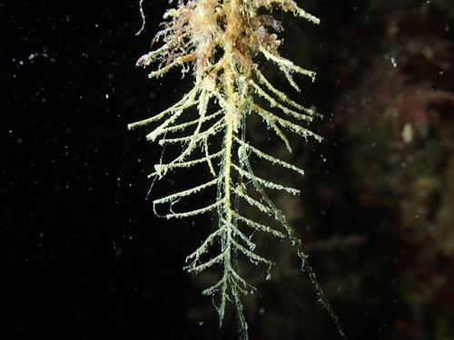 Halecium observed 2025-07-27