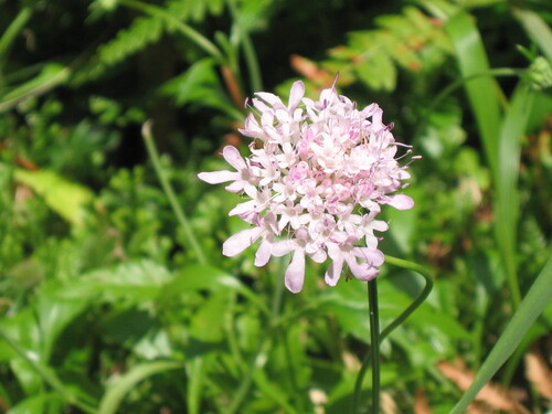 Azorean Scabious (Scabiosa nitens)