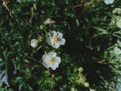 Alchemilla-leaved cinquefoil (Potentilla alchimilloides)