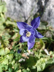 Aquilegia pyrenaica, photograph author not stated, no rights reserved