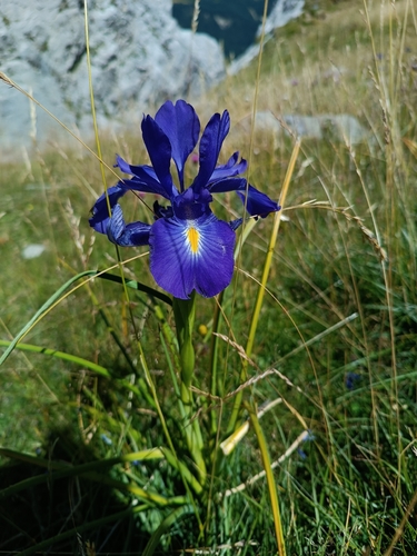 English Iris (Iris latifolia)