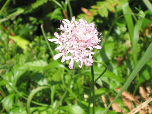 Scabiosa nitens, photograph 3