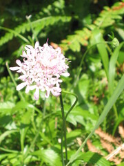 Scabiosa nitens, photograph (c) zebedeugalinha, some rights reserved (CC BY)