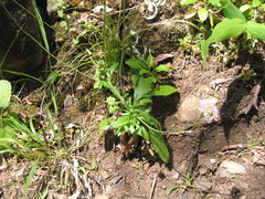 Scabiosa nitens