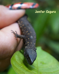Lepidophyma tuxtlae