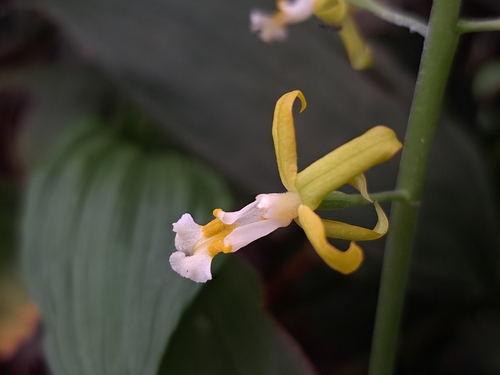 Inverted-Heart Orchid (Calanthe obcordata)