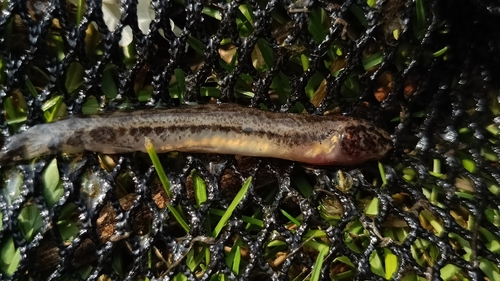 Italian golden loach (Sabanejewia larvata) — Cobitidae