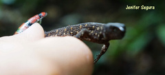 Lepidophyma tuxtlae