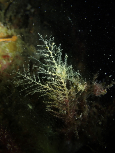 Halecium observed 2025-07-27
