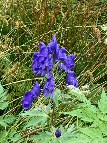Aconitum × hakusanense iNat (1)