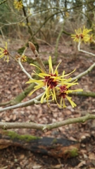 Hamamelis mollis