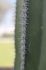 Lophocereus marginatus