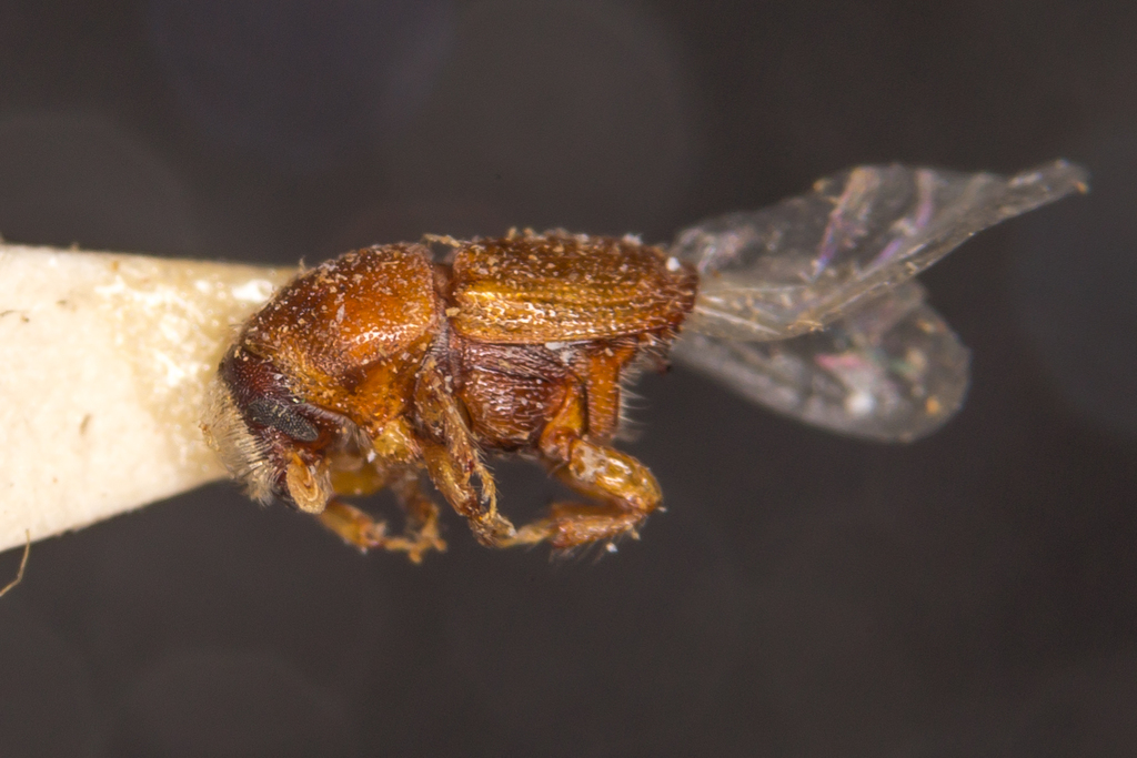 Scolytus pygmaeus