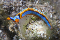 Thuridilla lineolata