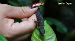 Lepidophyma tuxtlae