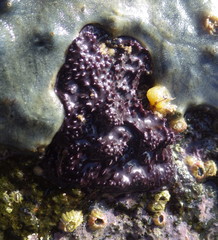 Aplysilla polyraphis