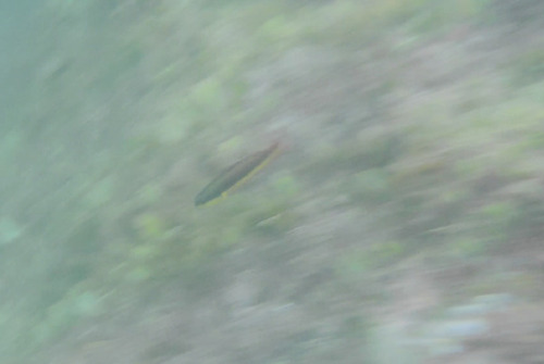 Thalassoma lucasanum