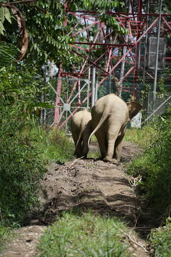 Bornean Pygmy Elephant