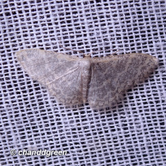 Idaea costiguttata