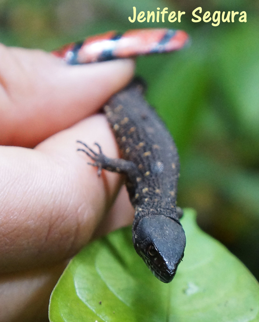 Tuxtla Tropical Night Lizard