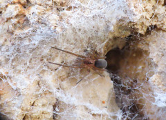 Filistata insidiatrix