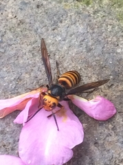 Vespa mandarinia japonica